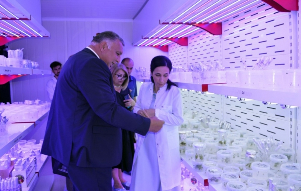 Azərbaycanda yerli üzüm sortları mikroklonal üsulla çoxaldılacaq