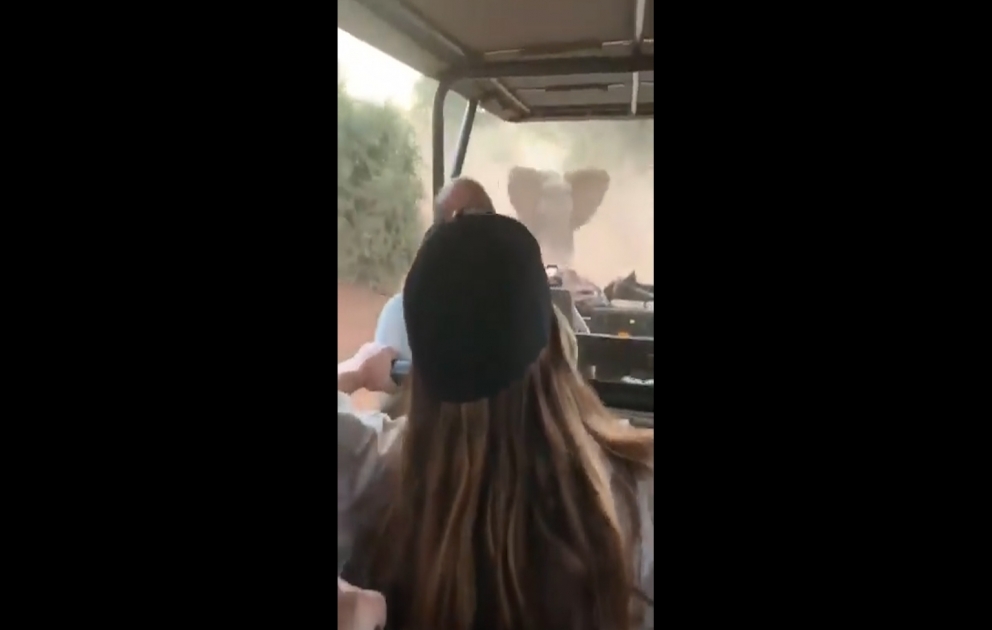 Погоня разъяренного слона за туристами попала на видео