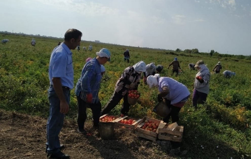 Lənkəranda bol pomidor yetişib