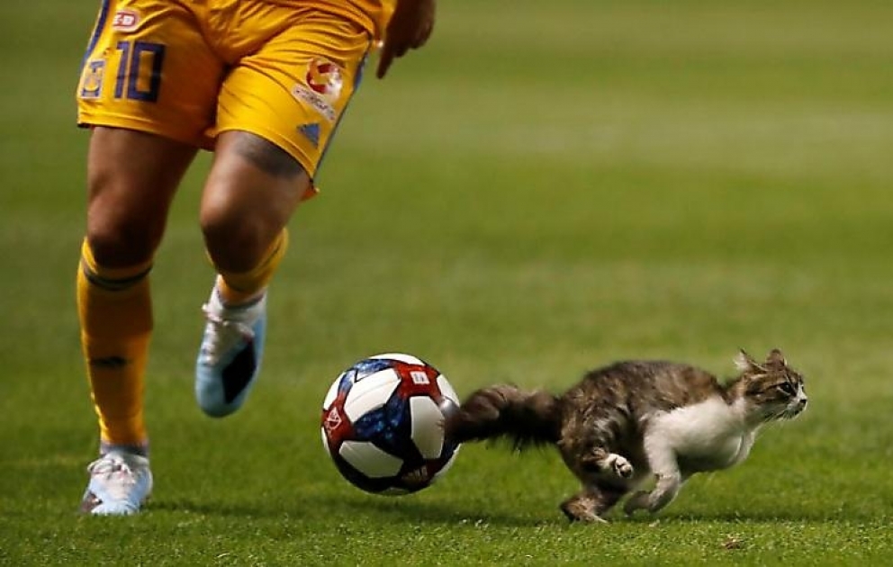 Pişik futbol matçına mane oldu
