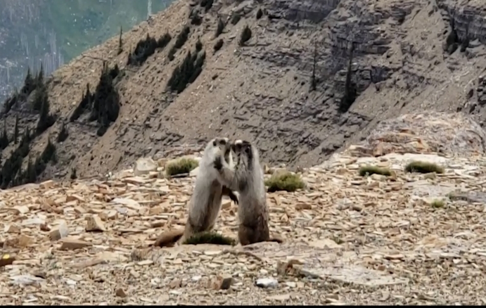 Marmotlar turistlərin qarşısında uzun-uzadı dava etdilər