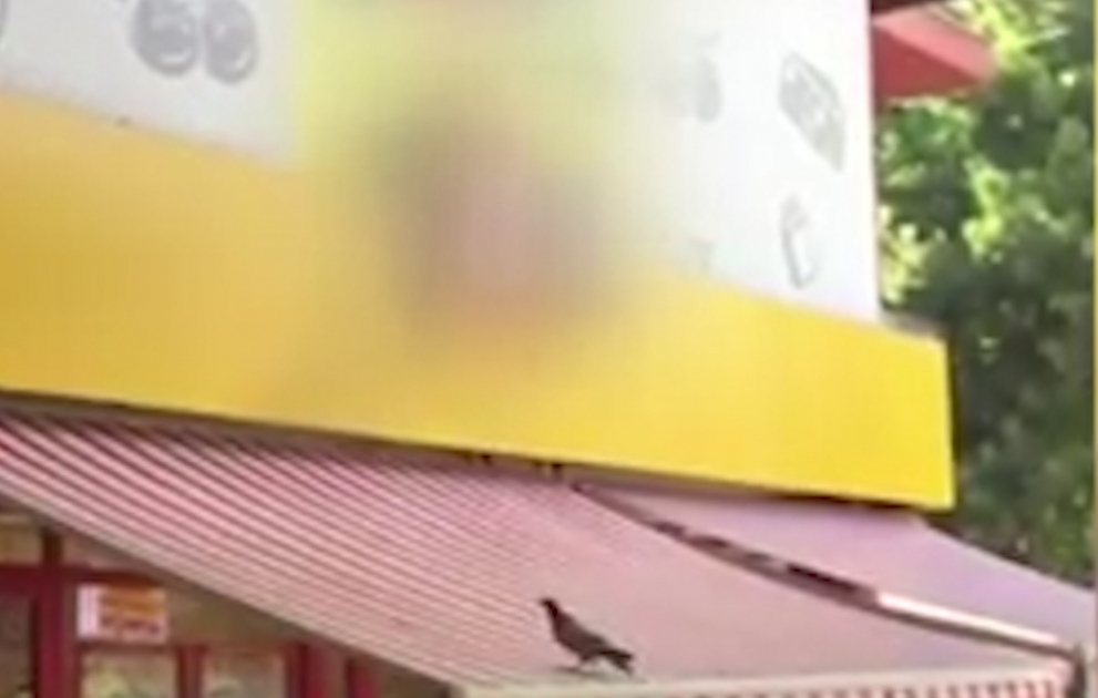Tentdə oynayan göyərçin