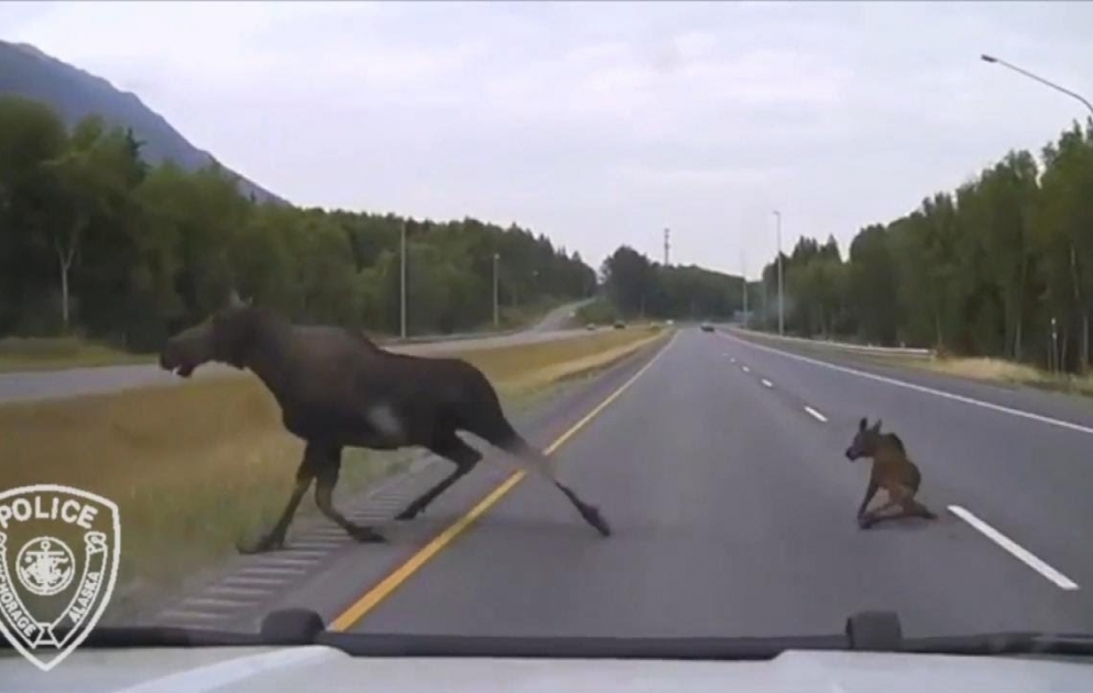 Cop's Heart-Stopping Encounter With 2 Moose on Highway