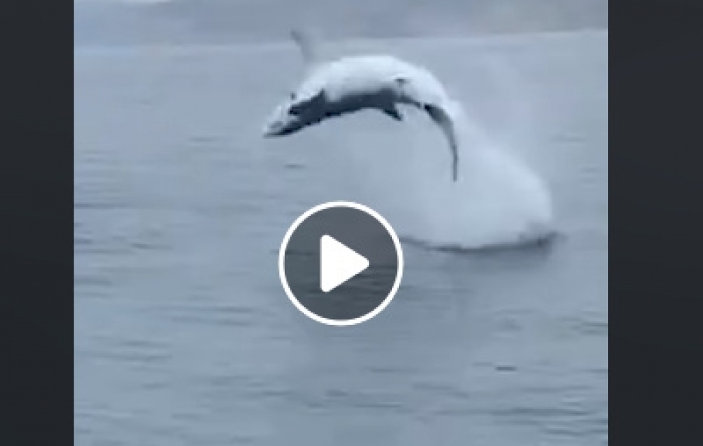 High flying mako shark put on a stunning spectacle for onlookers as it attacked bait at the end of a hook
