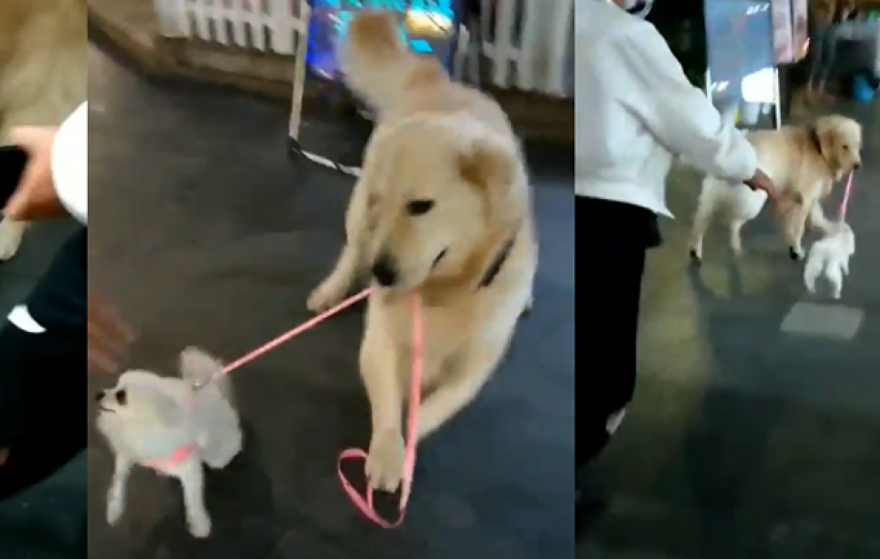 Retriver sahibinin gözü önündə balaca iti qaçırdı