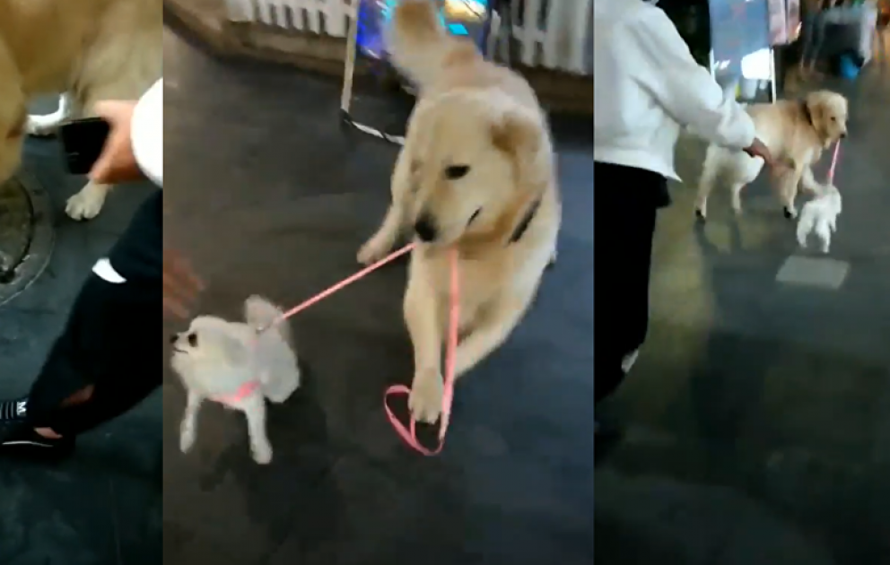 Of a dog trying to steal another dog