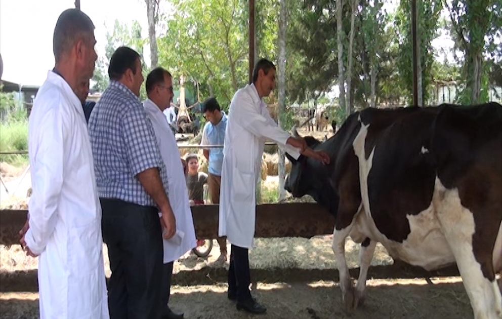 Heyvandarlığa dövlət dəstəyi fermerlərin bu sahəyə marağını daha da artırıb