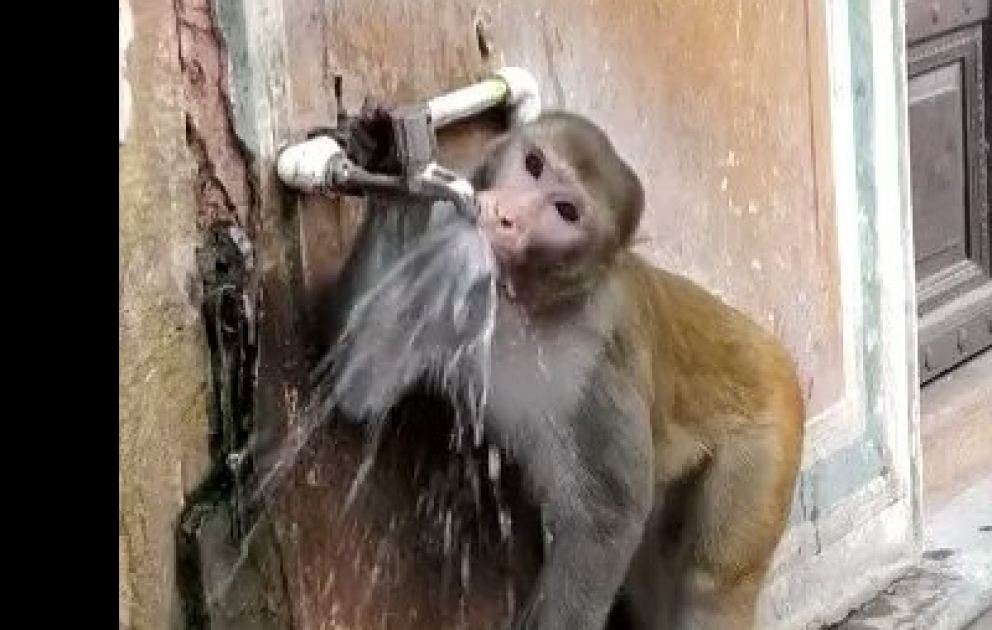 Meymunun davranışı sosial şəbəkələrdə marağa səbəb oldu