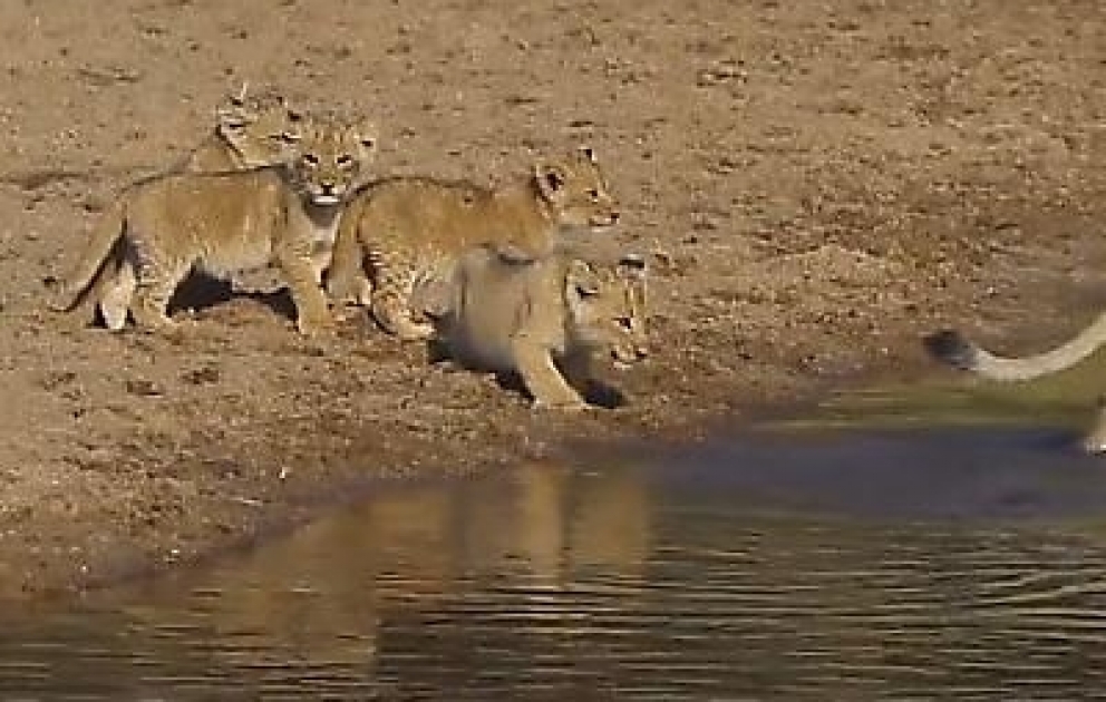Недовольные львята следом за матерью пересекли мелкий водоём