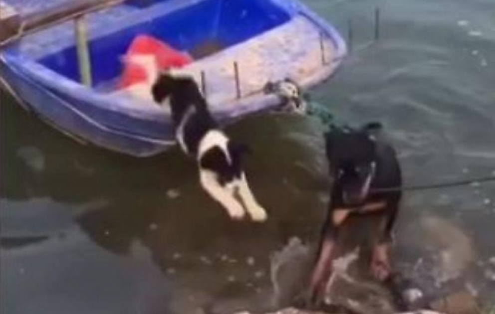 Ağıllı it qayıqdakı dostunu sahilə belə çıxardı