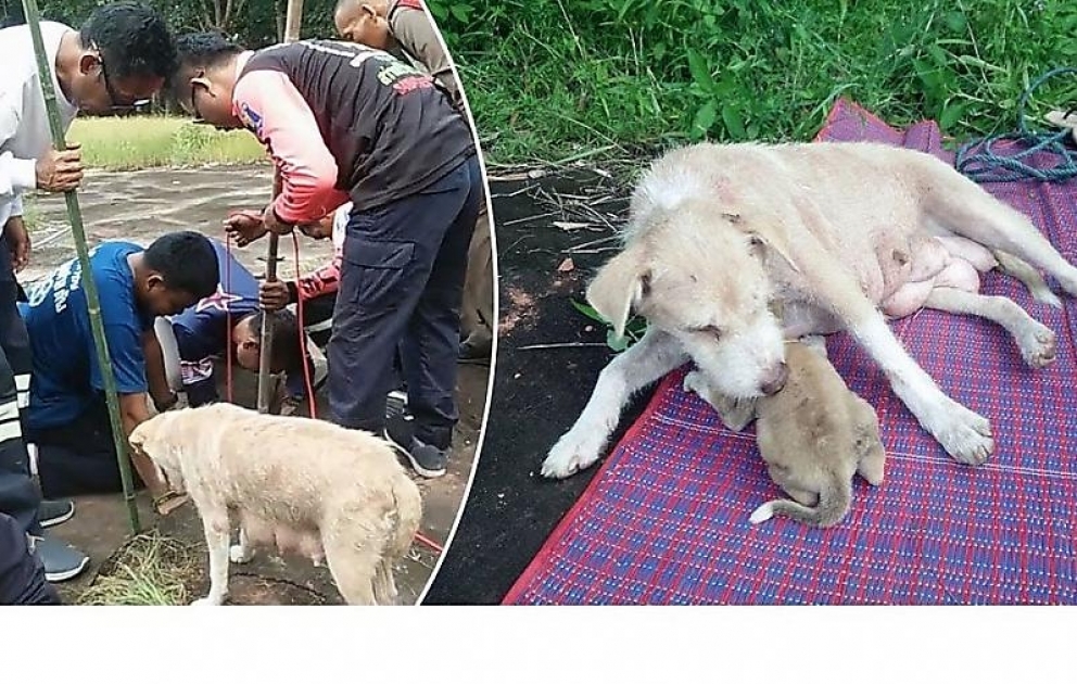Mother Dog Cries For Human To Help Her Puppy
