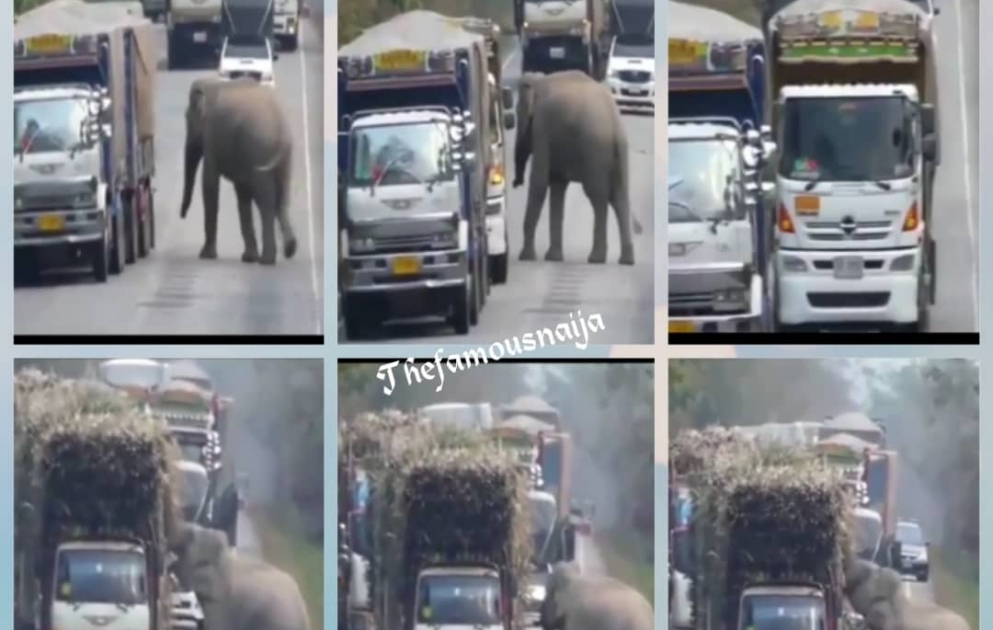 Elephant blocks trucks to steal bundles of sugar cane from them