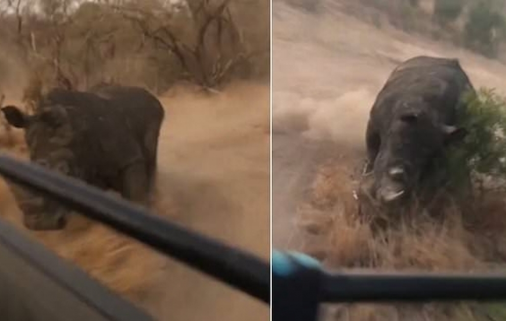 Rhino suddenly charges tourists on visit to Kruger reservation