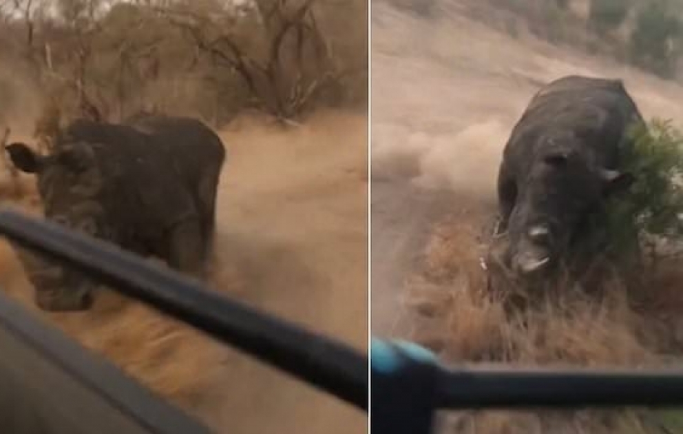 Qəzəblənmiş kərgədan turistlərə hücum etdi - Cənubi Afrikada