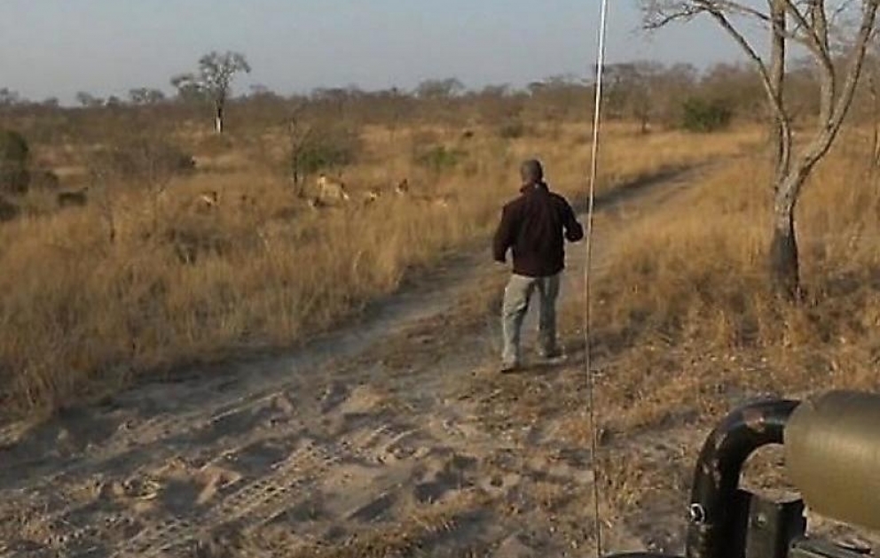 Safari guide almost walks straight into a pride of lions