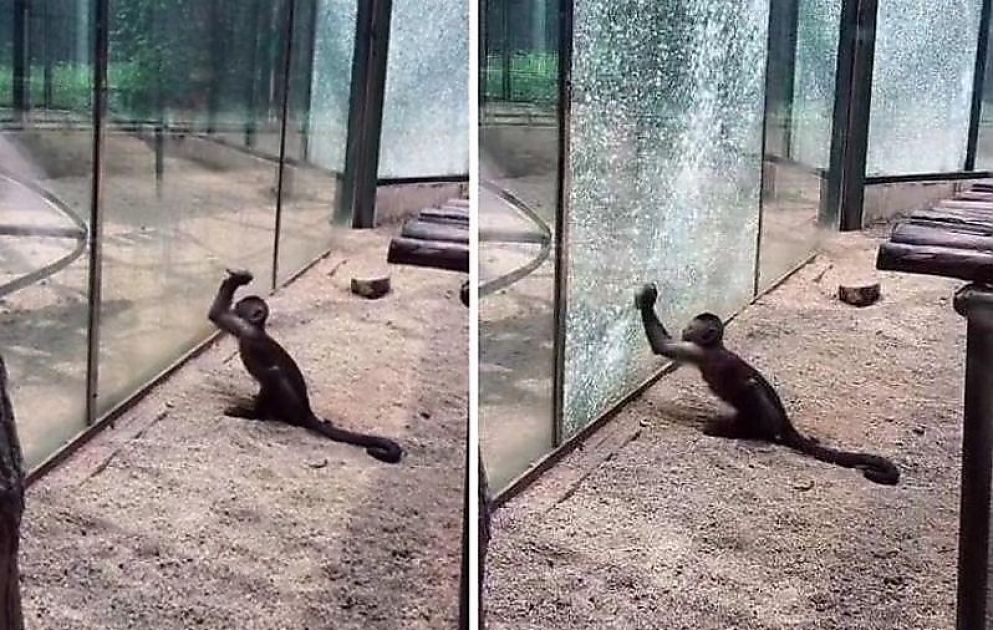 Meymun zooparkın şüşəsini sındırdı