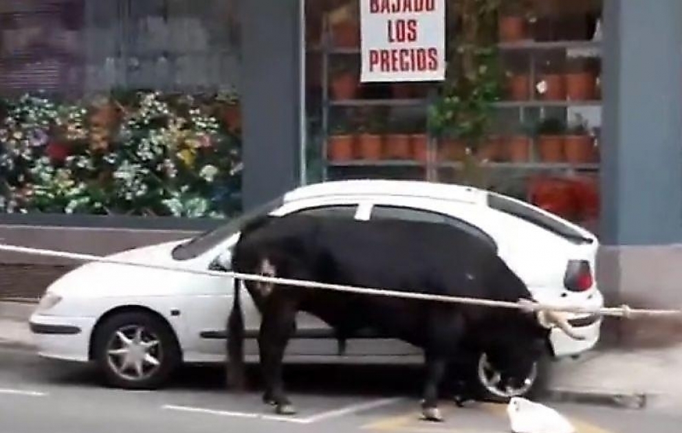 Qəzəbli öküz maşını buynuzunda qaldırdı - İspaniyada