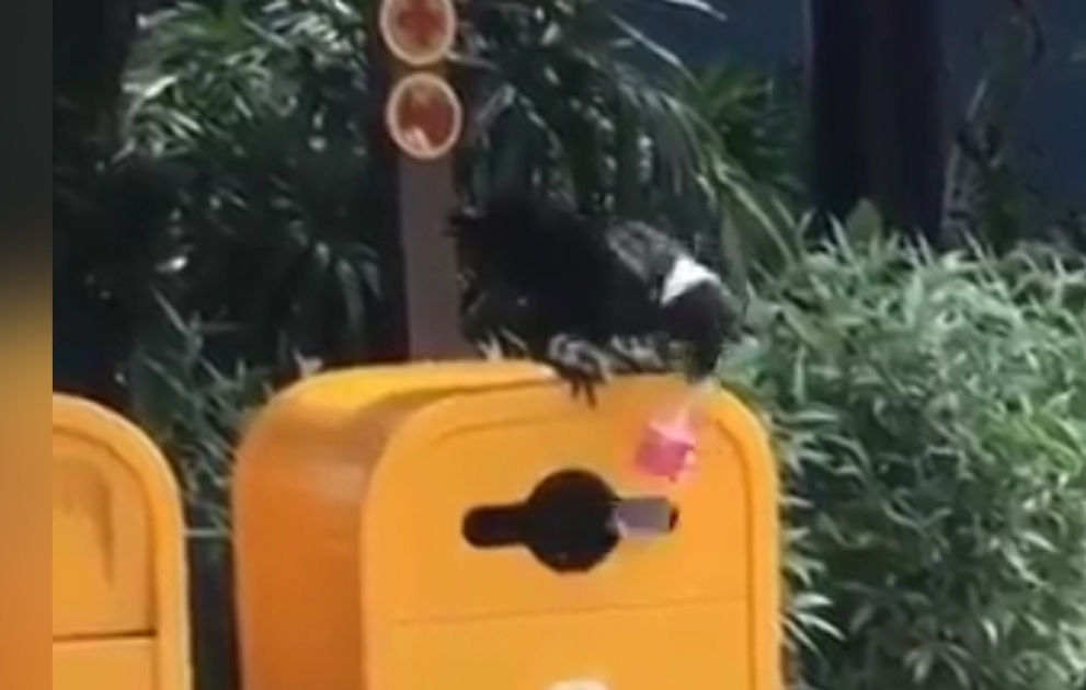 Nature taking care of nature