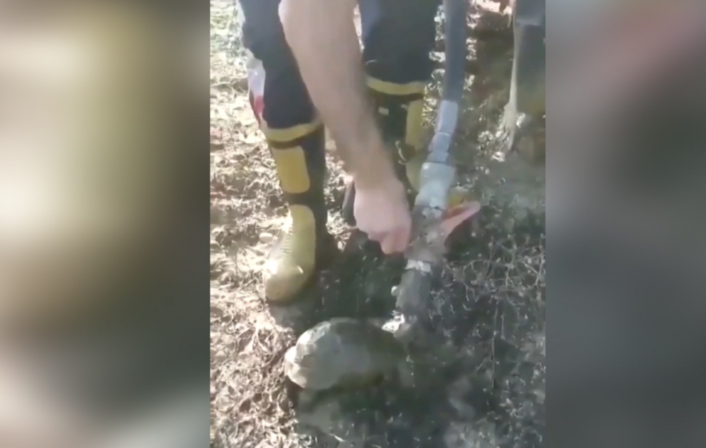 Firefighters who escaped from forest fires in Turkey, İzmir and gave water to a dehydrated turtle