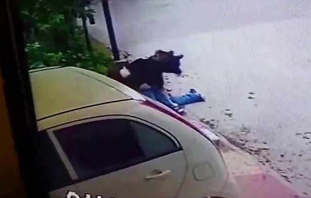Верный пёс предотвратил ограбление охраняемого им жилища в Индии