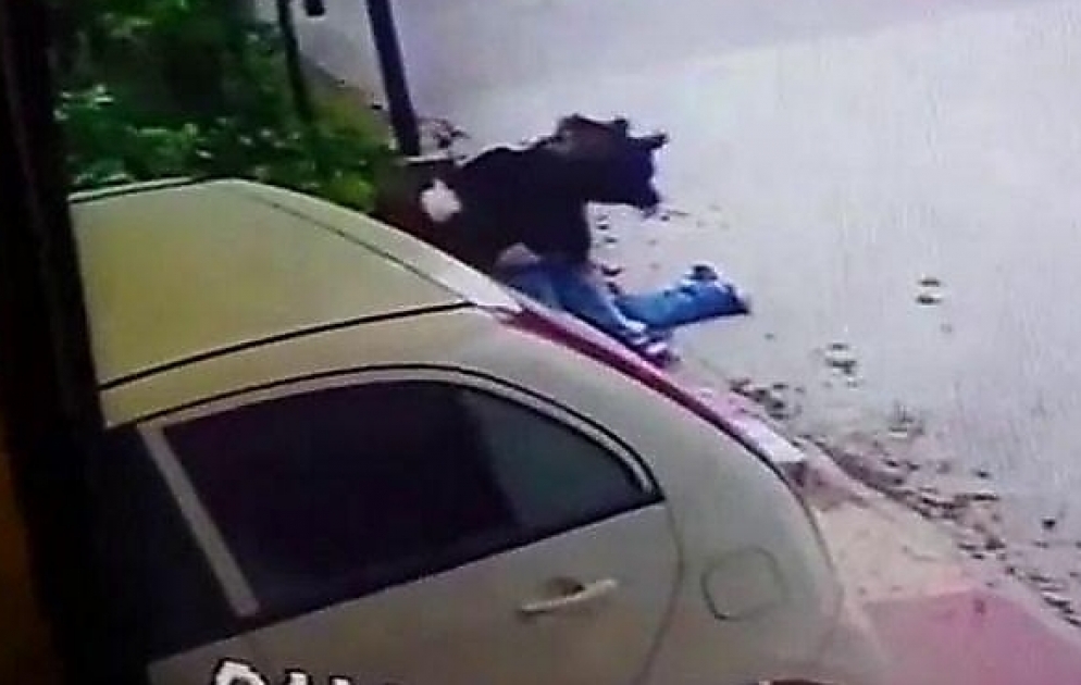 Vəfalı köpək evin qarət edilməsinin qarşısını aldı - Hindistanda