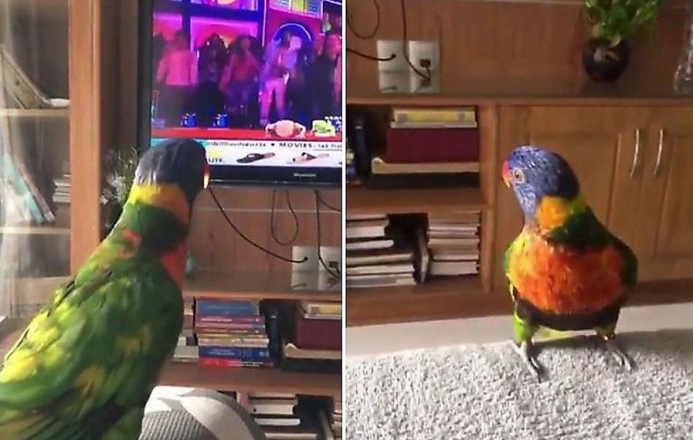 Sevdiyi mahnı televizorda səslənincə görün tutuquşu neylədi