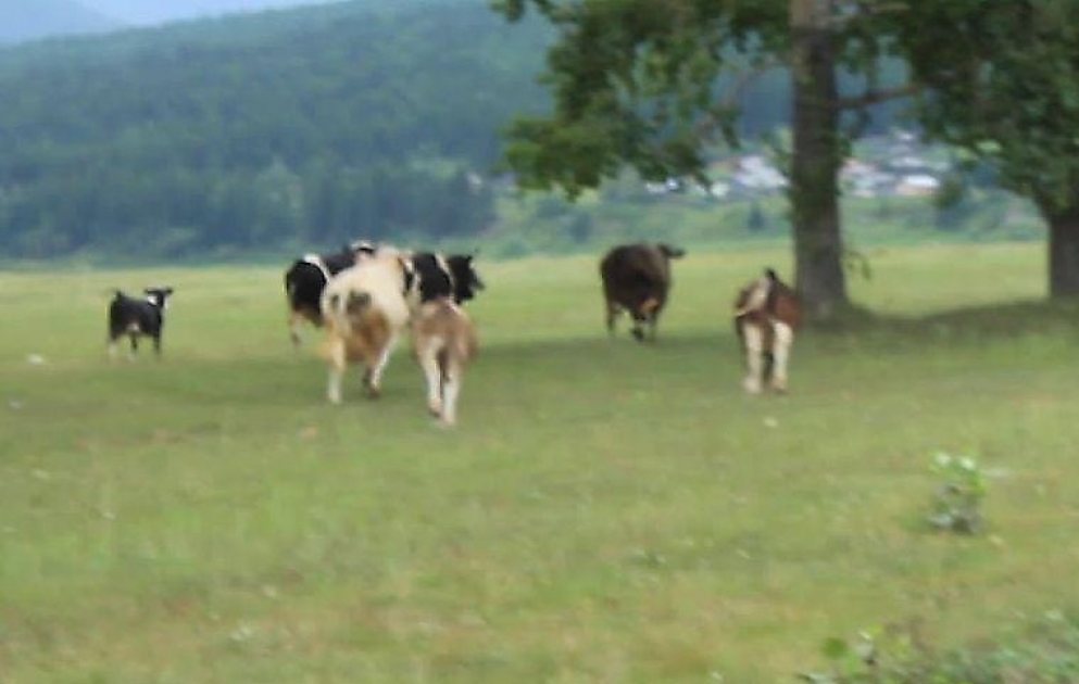 Crowd Around Prancing Pony