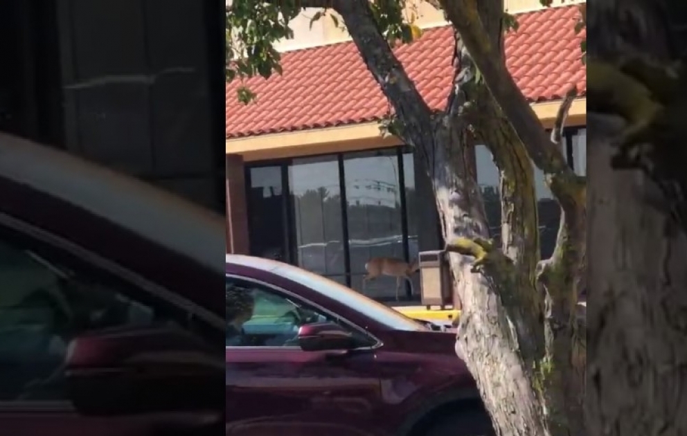 Deer Outside Department Store