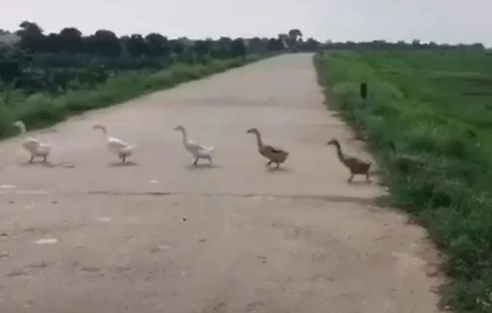 Ördəklər yolda tıxac yaratdı