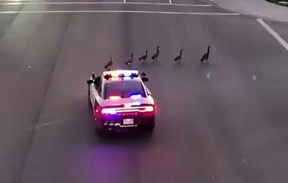 Yol keçən qazları polis tələsdirdi