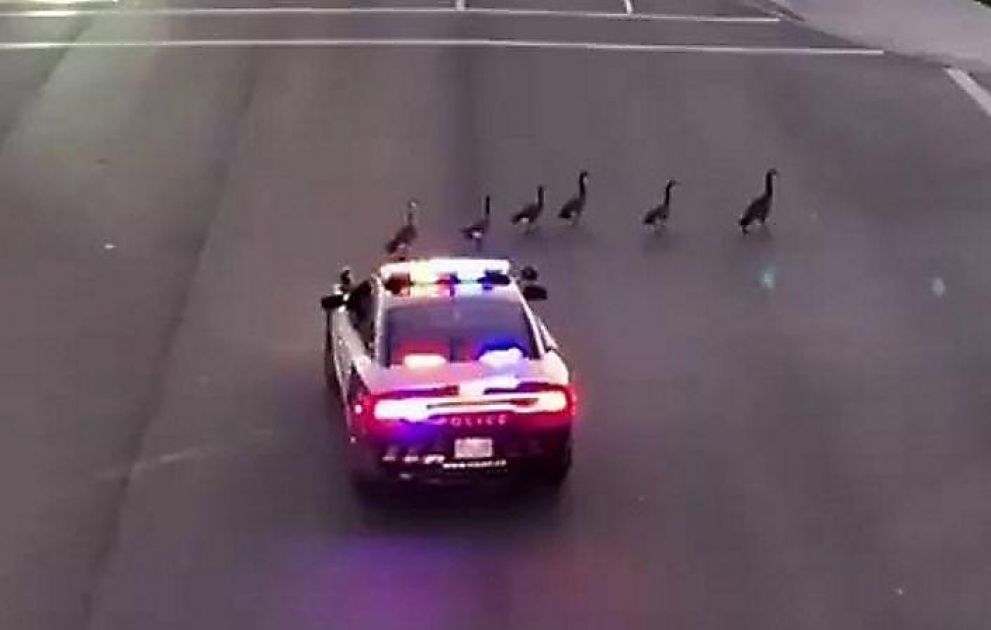 Cop Quacks at Crossing Geese