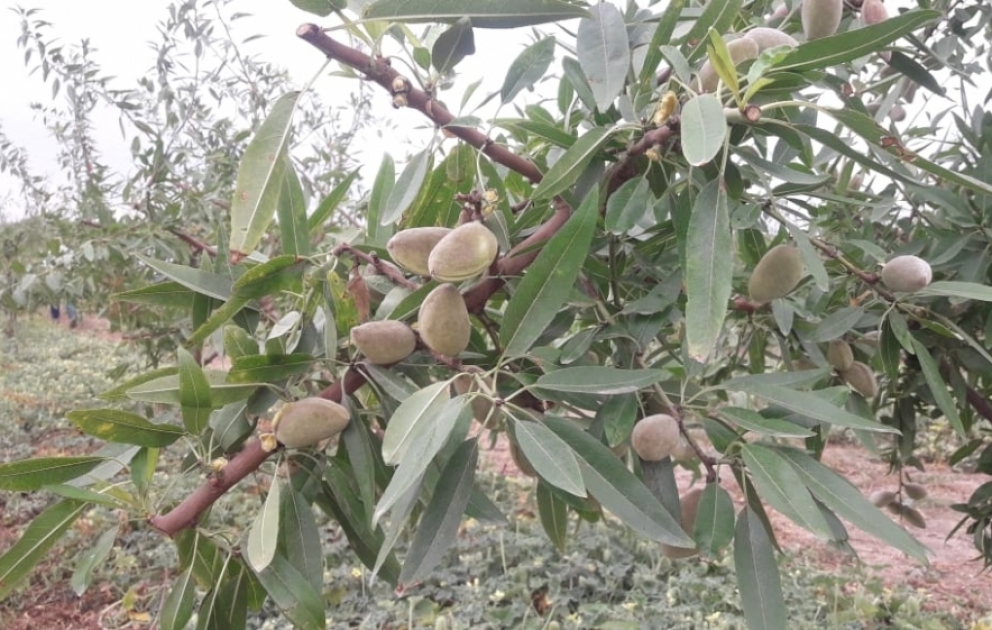 Qusarda yeni salınan badam bağlarından ilk məhsul yığılır