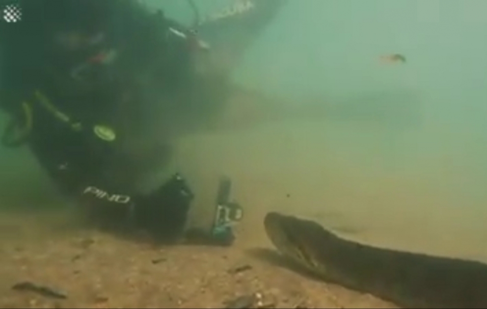 Diver has incredible face to face encounter with giant anaconda