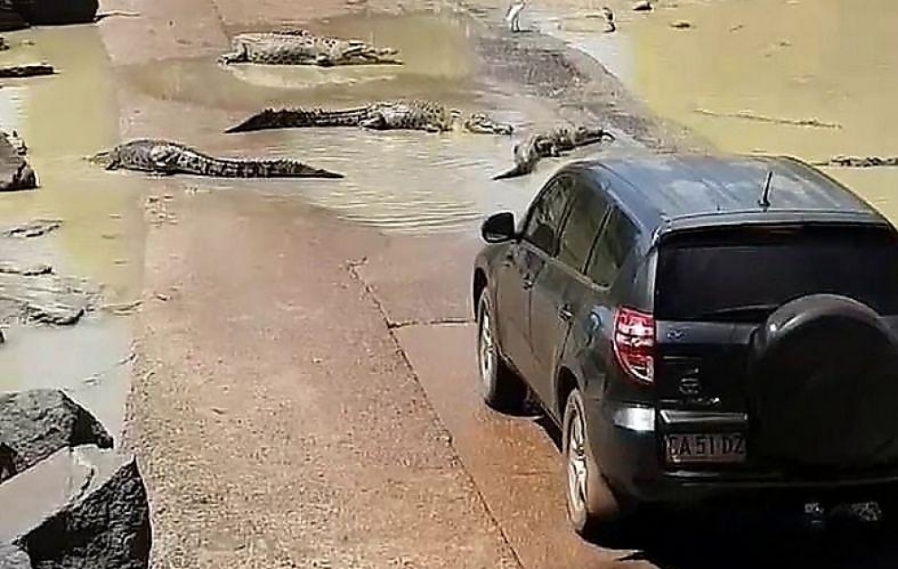 Крокодилы перегородили дорогу автомобилю в австралийской заводи
