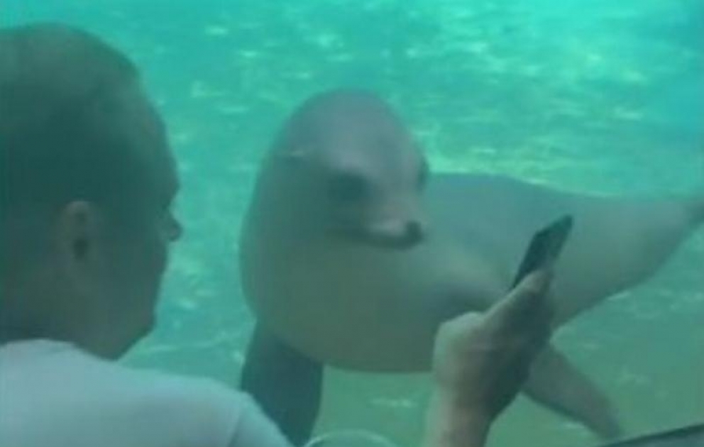 A curious sea lion could not take its eyes off pictures of the ocean on a man’s phone.