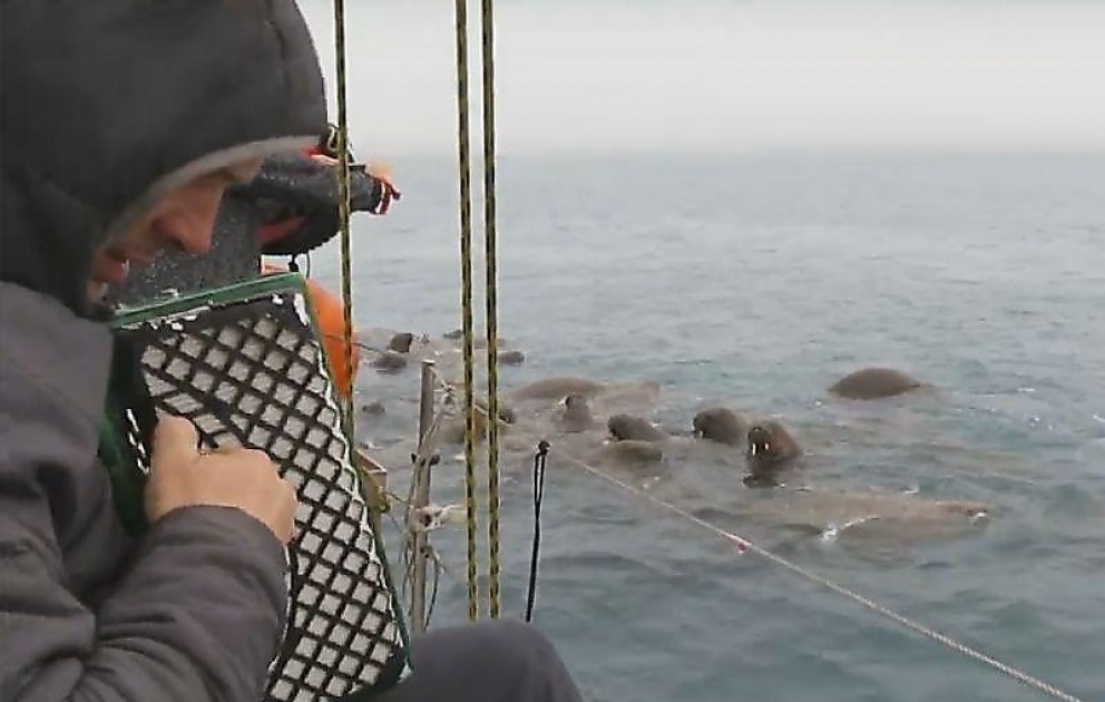 Small concert for walruses at Novaya Zemlya , Oranskie islands, national park "Russian Arctic"