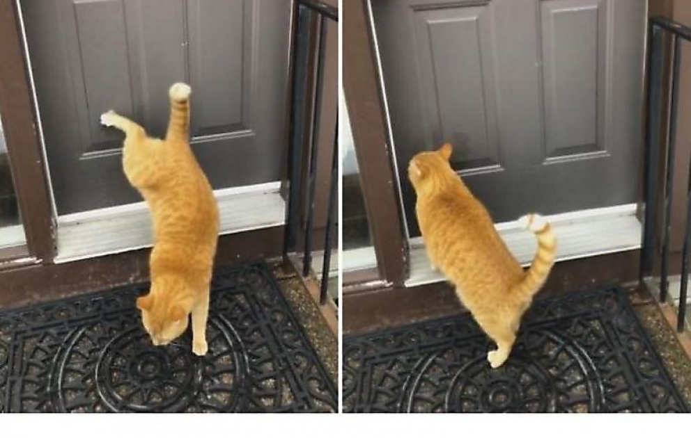 Ginger Cat Uses Back Legs to Knock on Front Door