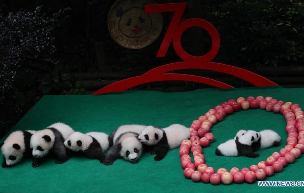 7 panda cubs born in 2019 make public debut in Chengdu, China
