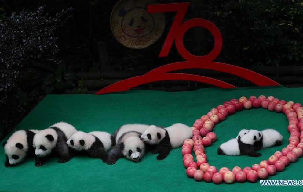 Bu il anadan olan 7 panda balası ilk dəfə ictimaiyətə təqdim edildi