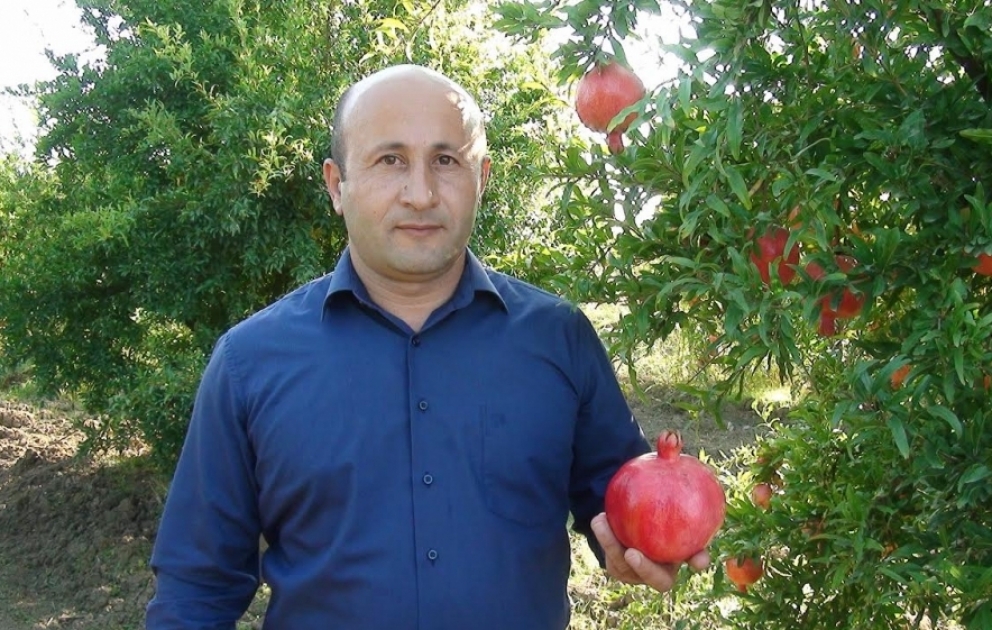 Biləsuvar narı Rusiyaya ixrac olunur