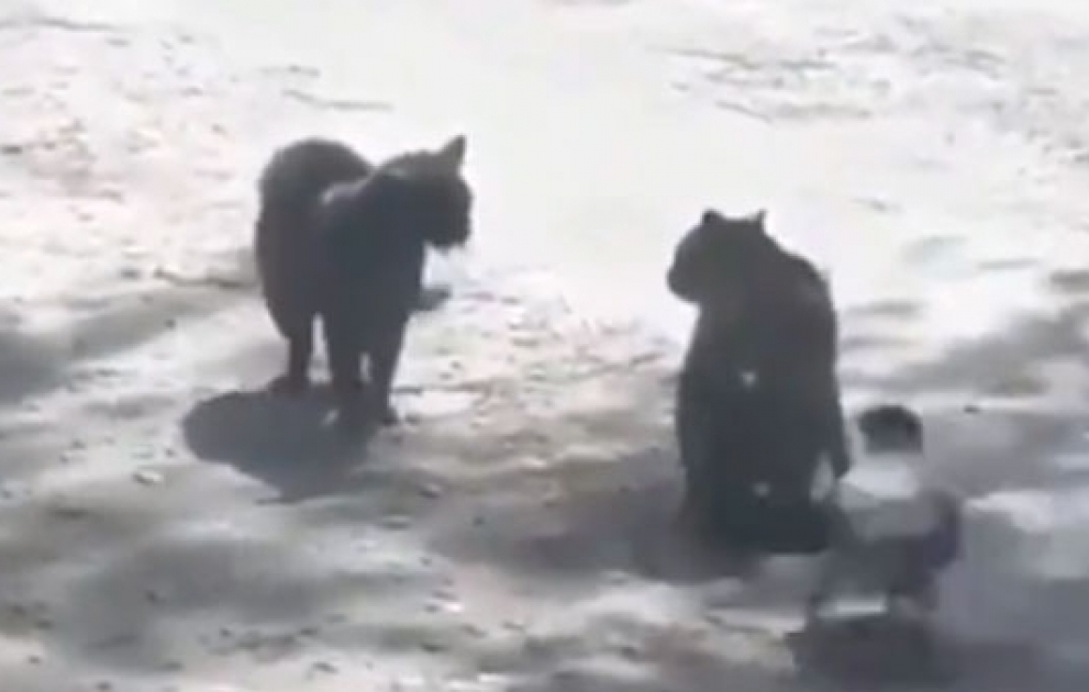 Ворона спровоцировала драку между котами