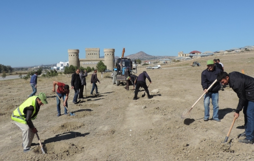 Let’s plant 650,000 trees: A small forest depicting image of great Azerbaijani poet and thinker Imadeddin Nasimi to be created in Shamakhi