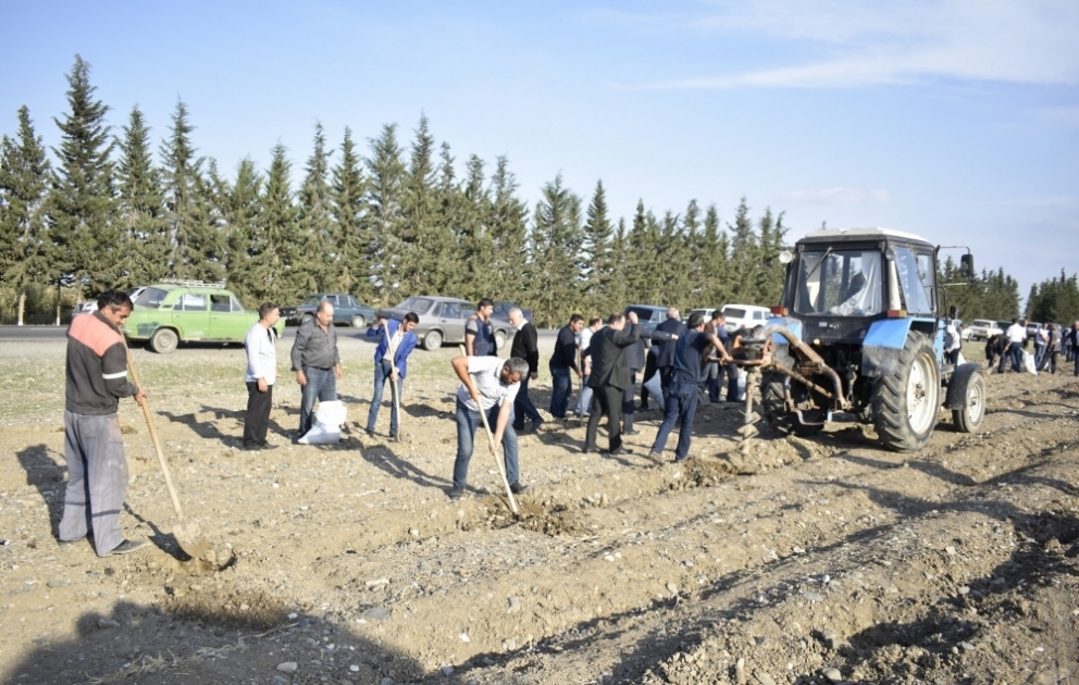 Ağcabədidə bir gündə 650 min ağac əkilməsi təşəbbüsünə hazırlıq işləri görülür