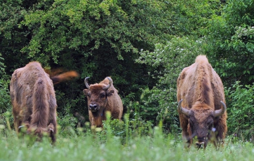 Des bisons réintroduits en Azerbaïdjan pour la sauvegarde de l'espèce