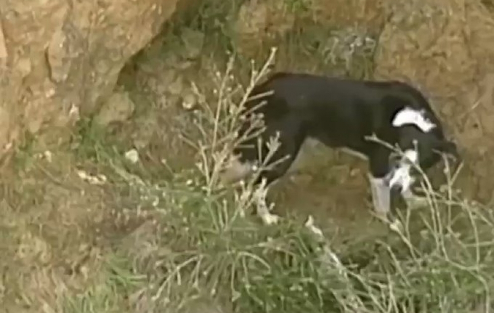 Rescue workers in Australia helped reunite Jimmy the border collie with his owners after the dog got stuck on the side of a cliff in Australia