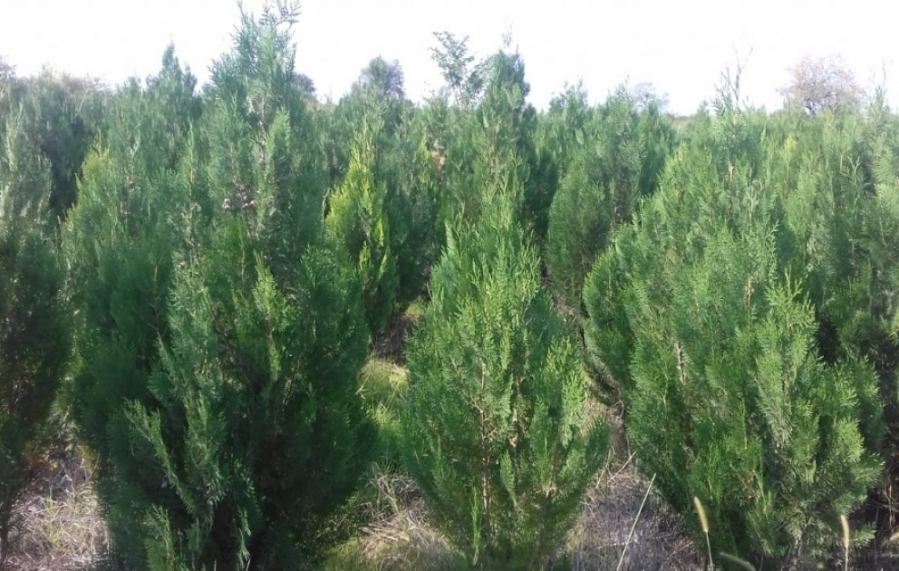 Les espaces où seront plantés 650 000 arbres sont déterminés