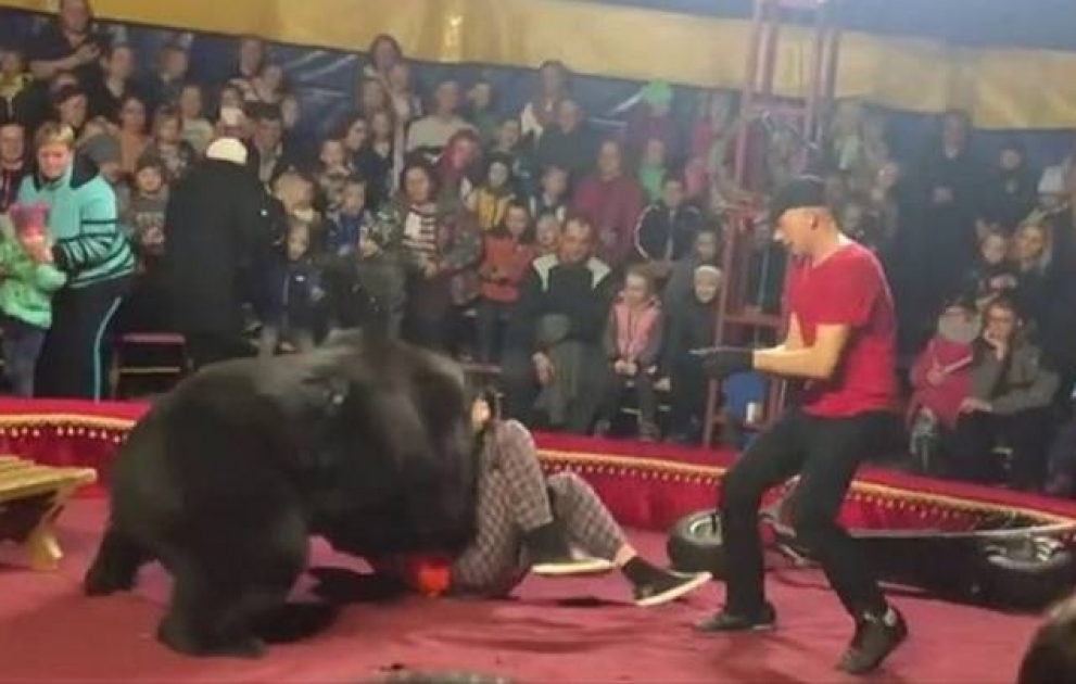 Медведь напал на дрессировщика во время циркового шоу в Карелии