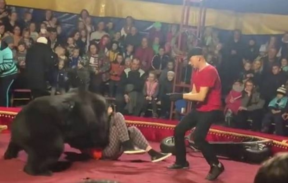 A circus bear attacked a trainer during a performance