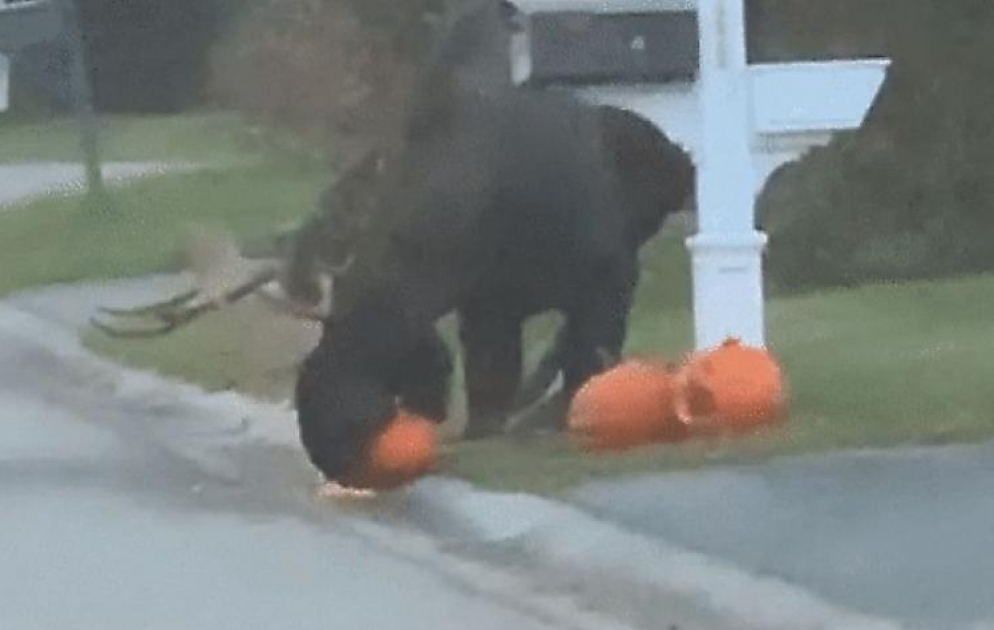 Moose Eats Halloween Pumpkin in Anchorage Neighborhood