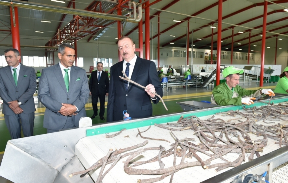 President Ilham Aliyev inaugurated Liquorice Industry Park in Aghdash